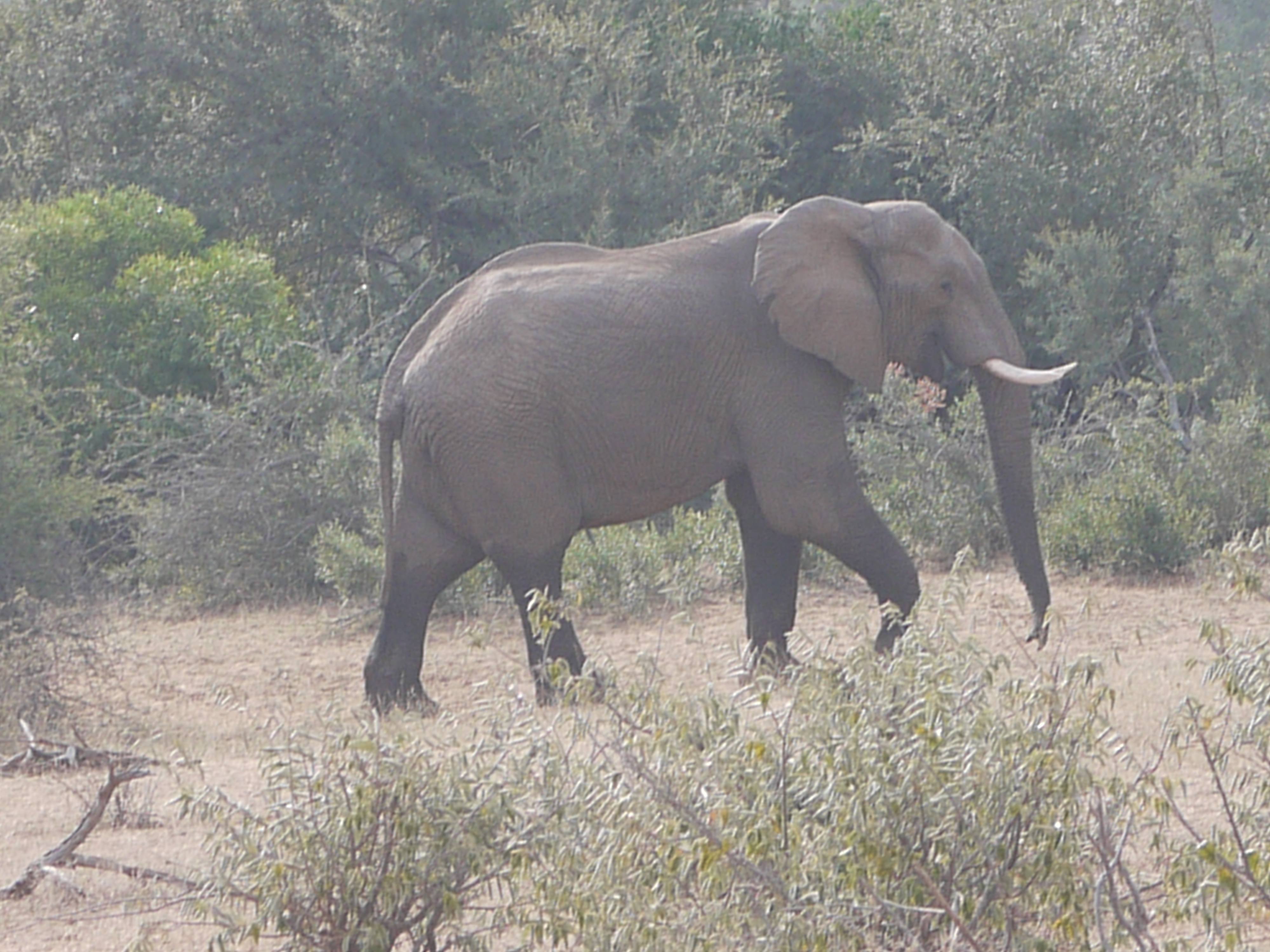 Elephant