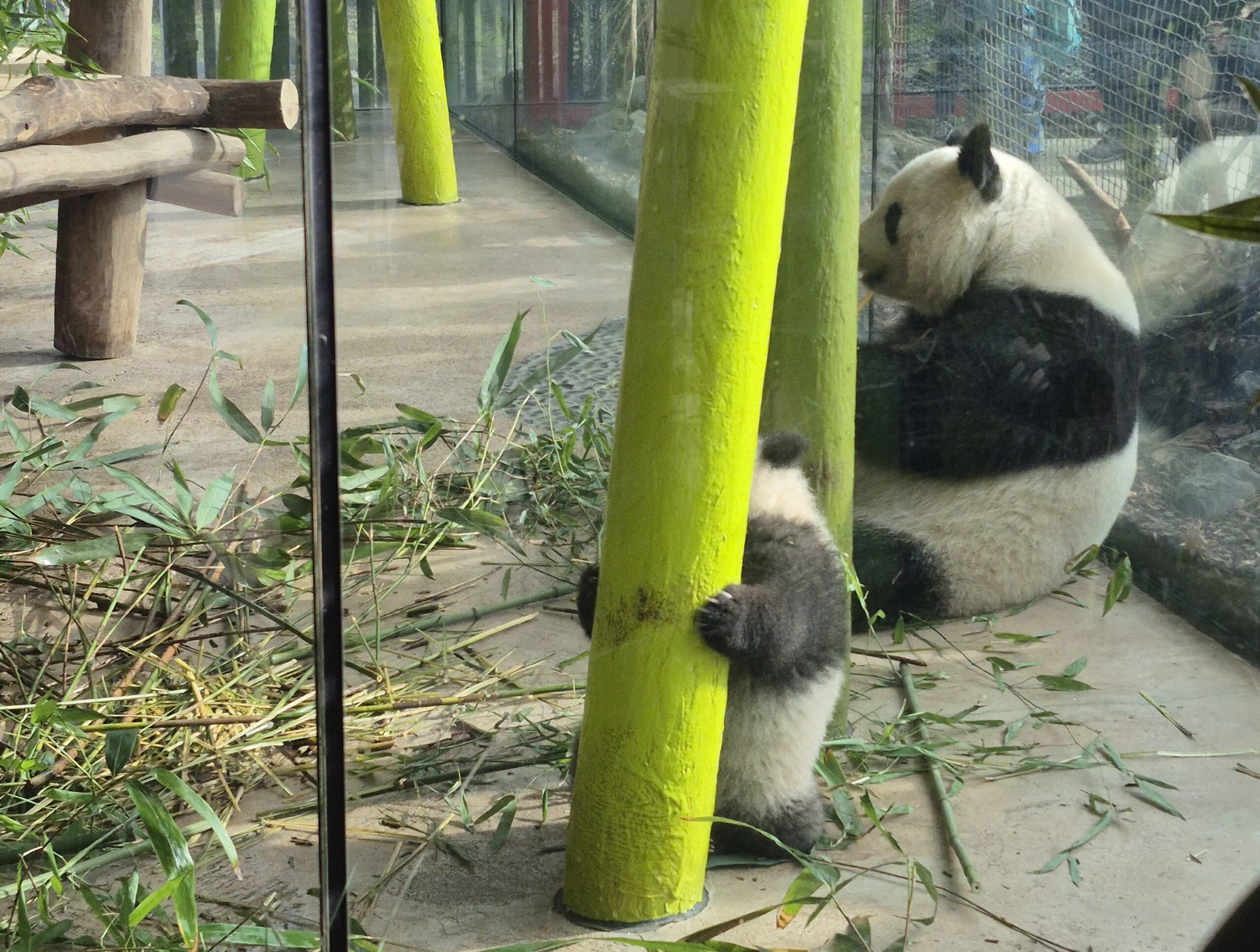 Boston College Turing Scheme 2025 - Students in Berlin visit the Berlin Zoo - the famous panda twins